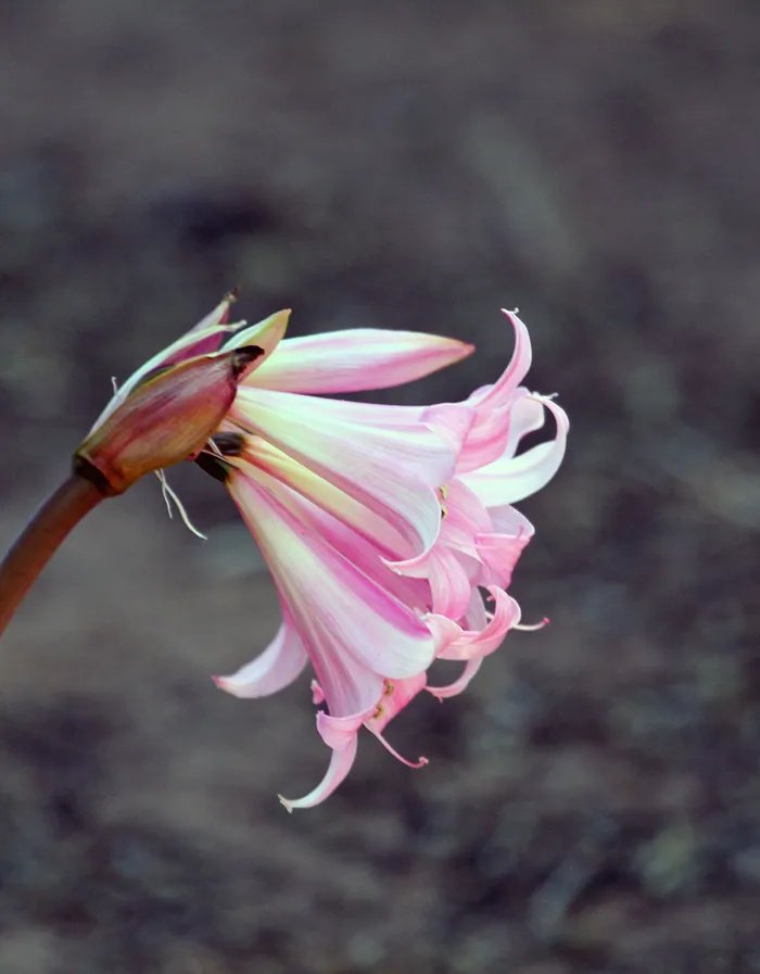 A single pink flower head